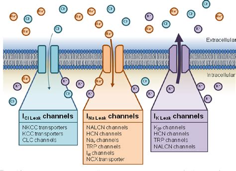 sodium leak channels|toxicology